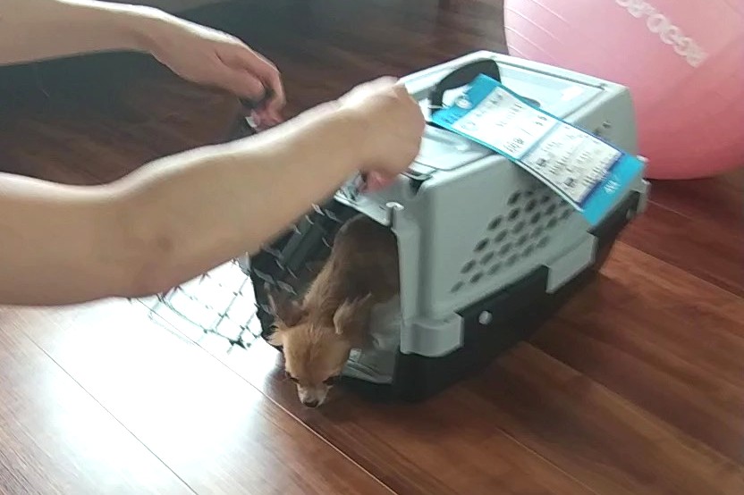 お迎え初日にクレートから出た直後のチワワのラテまる