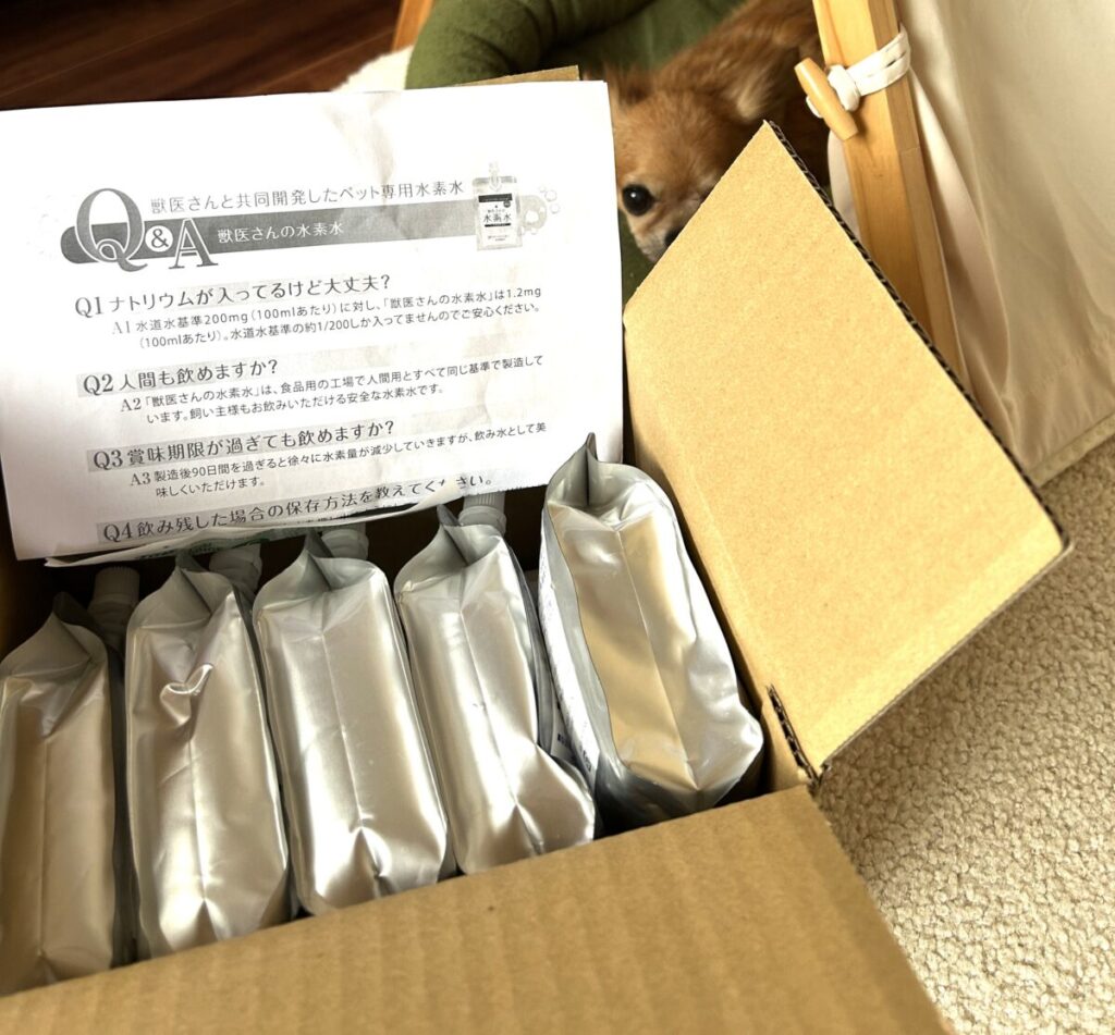 自宅に届いた獣医さんの水素水とチワワのラテまるの写真