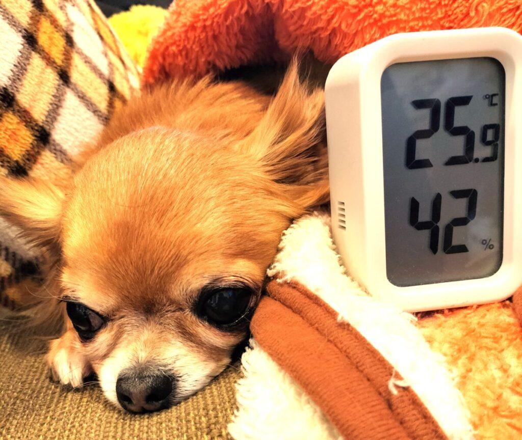 温度計と保護犬チワワのラテまる