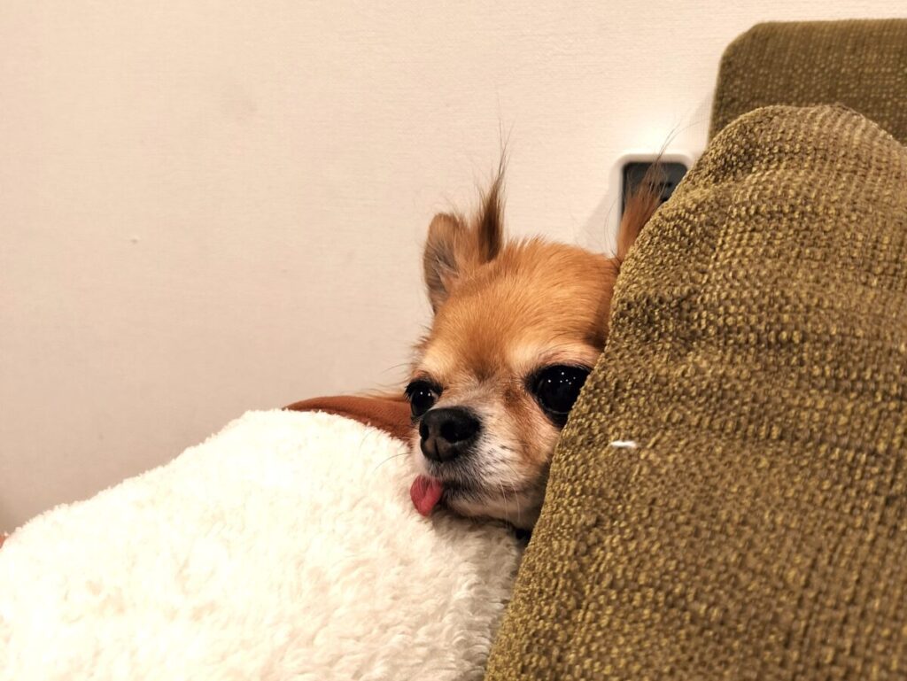 雷の音を怖がってソファーの下に隠れる保護犬チワワのラテまる