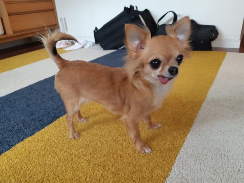 タイルカーペットの上を滑らずに歩くチワワのラテまる