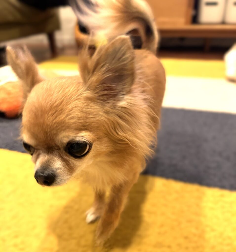 滑らない床に変えて安心して歩くチワワのラテまる