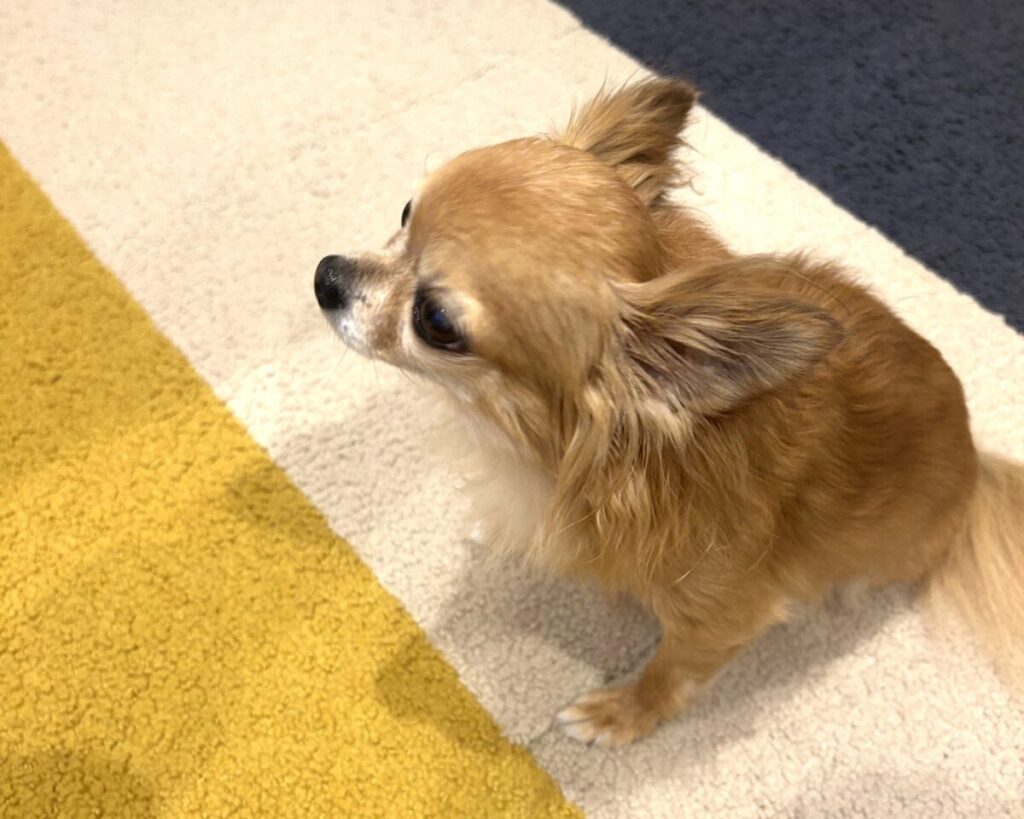 柔らかいタイルカーペットの上でくつろぐシニアチワワ・ラテまる（保護犬）