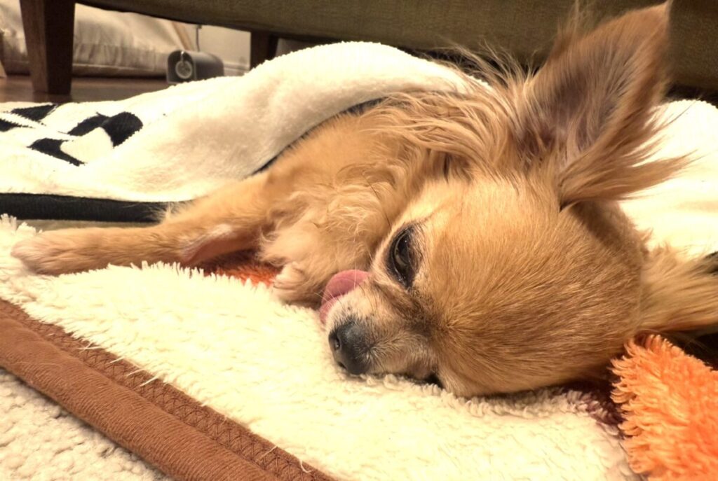 保護犬チワワのラテまるが、ぐったりしている様子