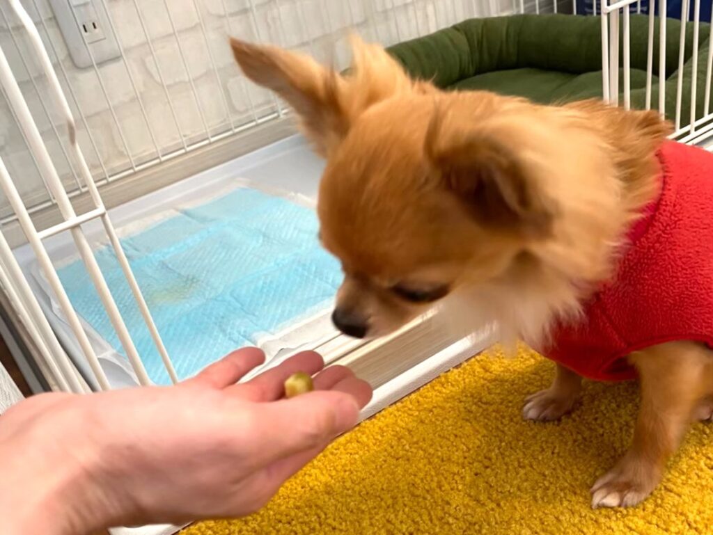 トイレトレーニングに成功して褒められる保護犬チワワのラテまる。安心した表情でごほうびをもらっている様子。