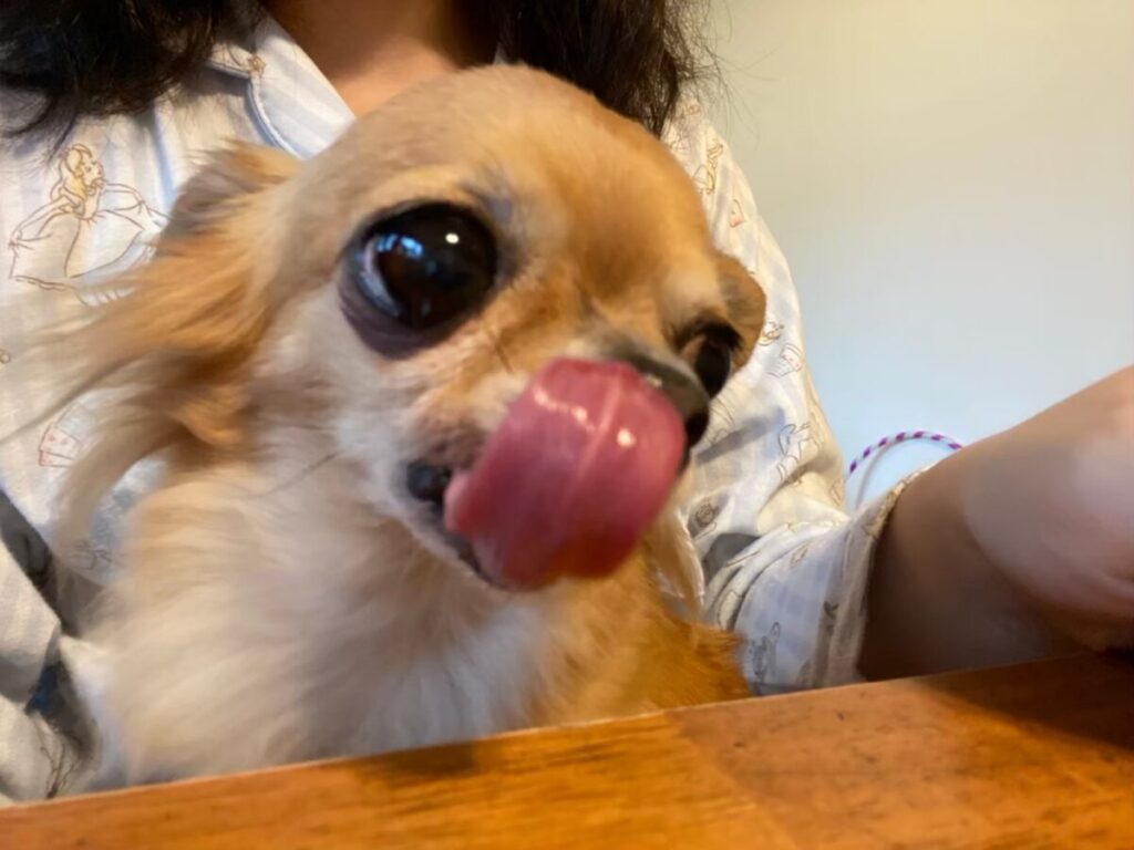 舌をペロッと出してご機嫌な保護犬チワワのラテまる
