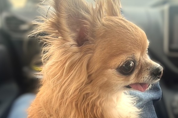 歯がなくても、元気いっぱいに過ごしている繁殖引退犬の保護犬（ラテまる）