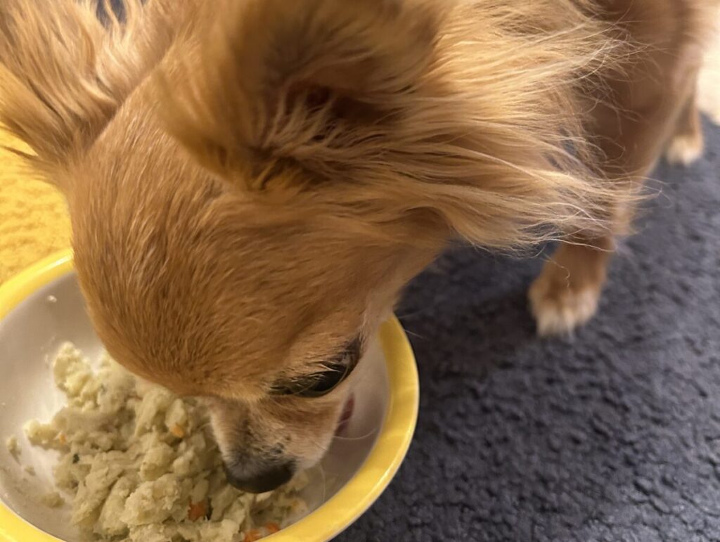 歯がなくても栄養をしっかり摂れている元繁殖犬の保護犬チワワのラテまる