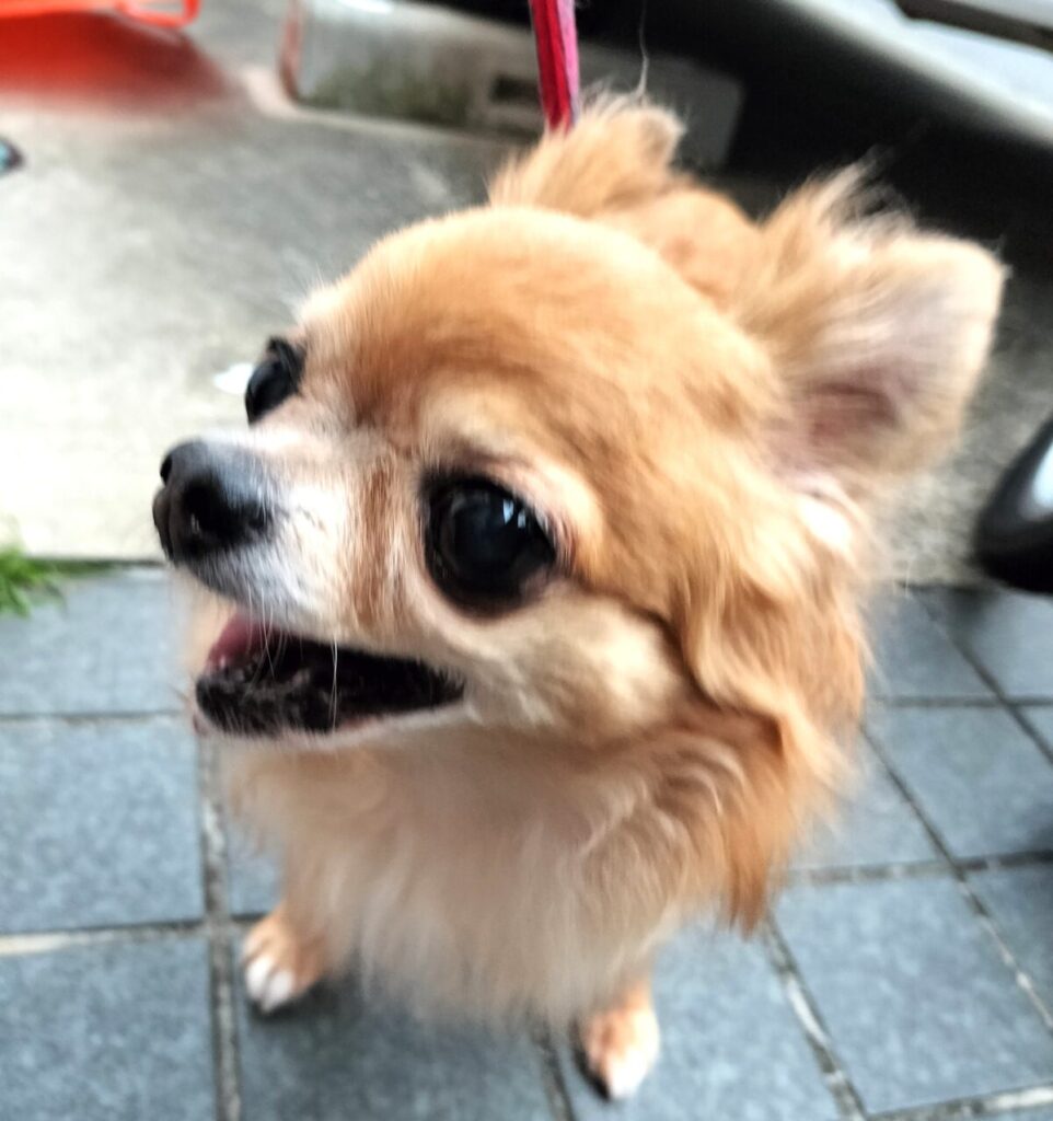 歯がない繁殖引退犬の保護犬チワワのラテまる