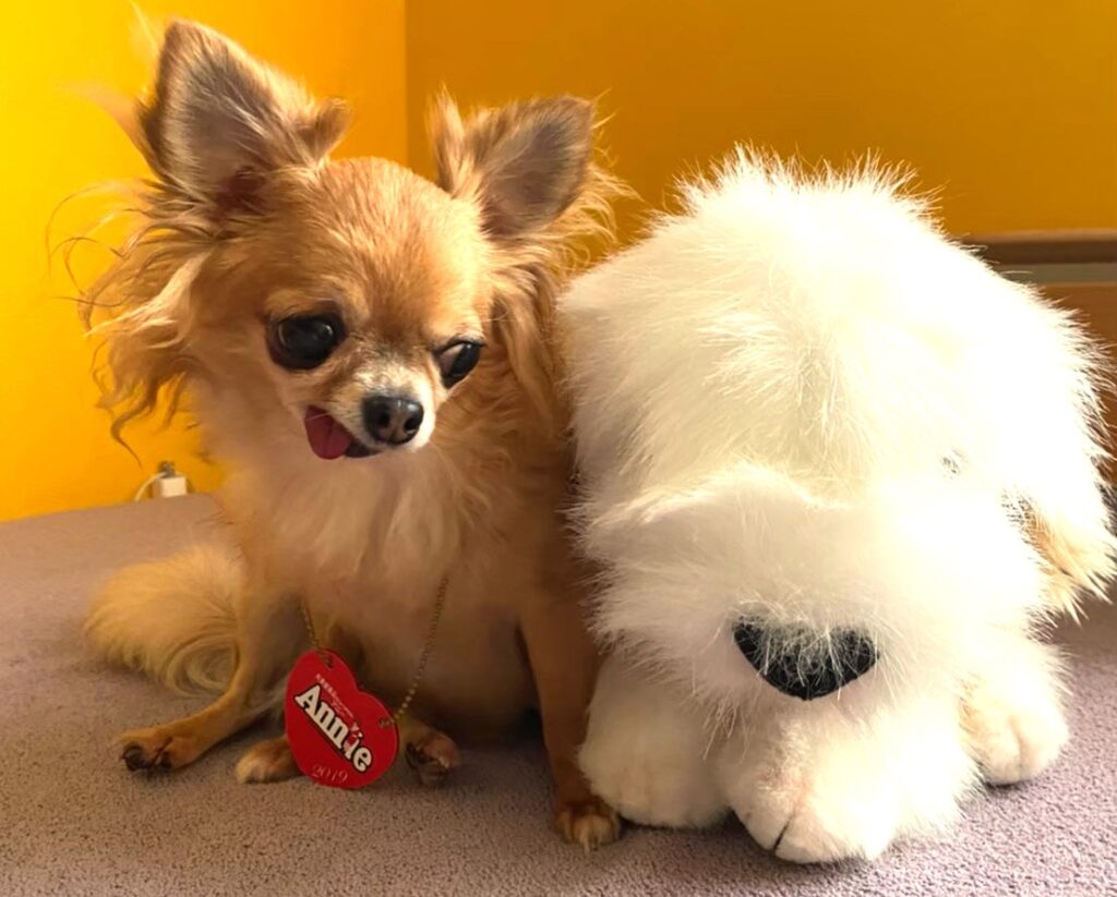 ぬいぐるみの犬と並ぶ歯がない保護犬チワワのラテまる