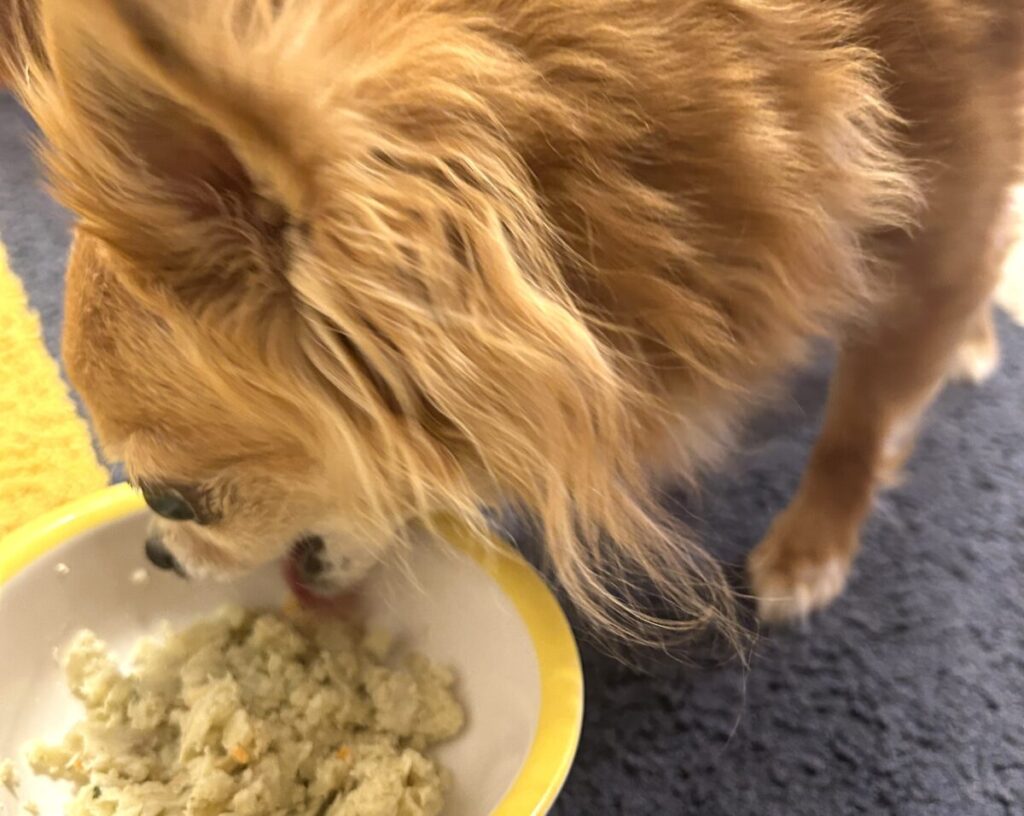 ウェットフードを食べる歯がない繁殖引退犬の保護犬チワワ（ラテまる）