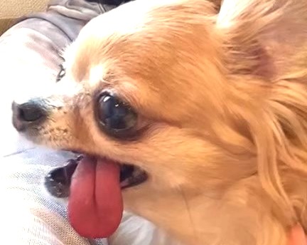歯周病で歯を失った保護犬チワワの食事の様子
