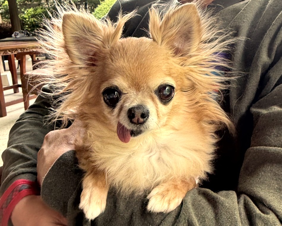抱っこされながら穏やかな表情をしている歯がない元繁殖犬の保護犬チワワのラテまる