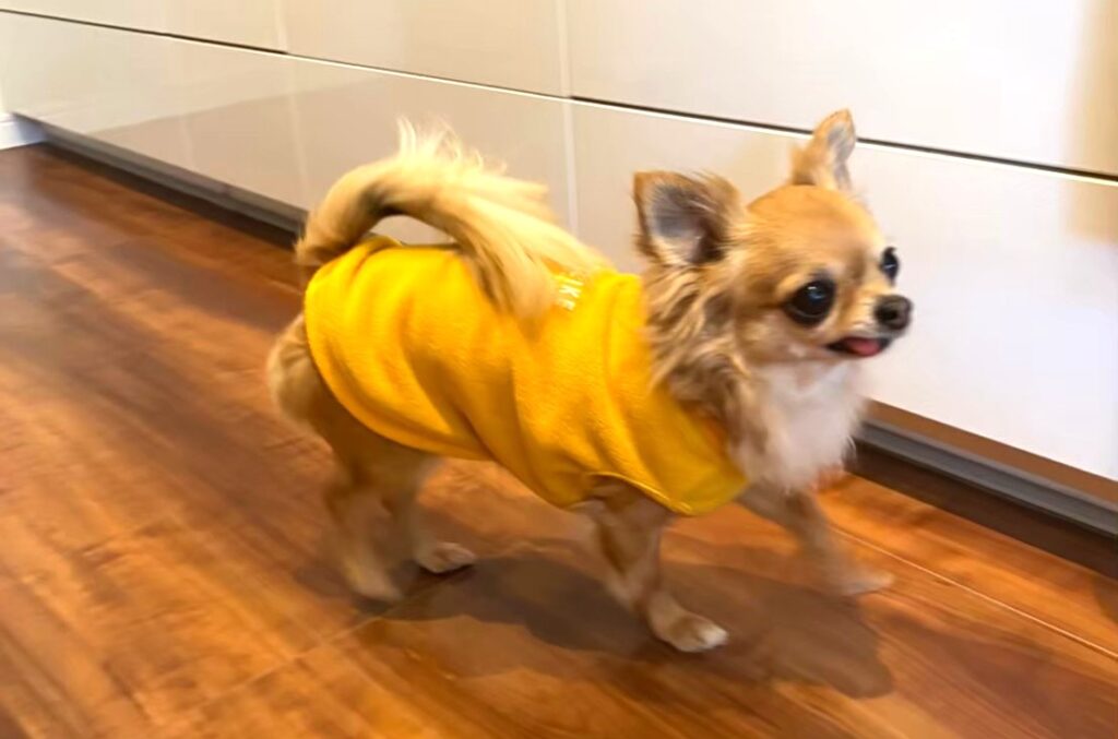 小さな歩幅でちょこちょこと歩くチワワのラテまる