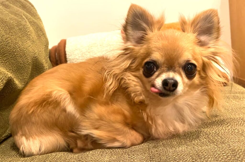 めちゃくちゃ可愛い保護犬チワワのラテまる