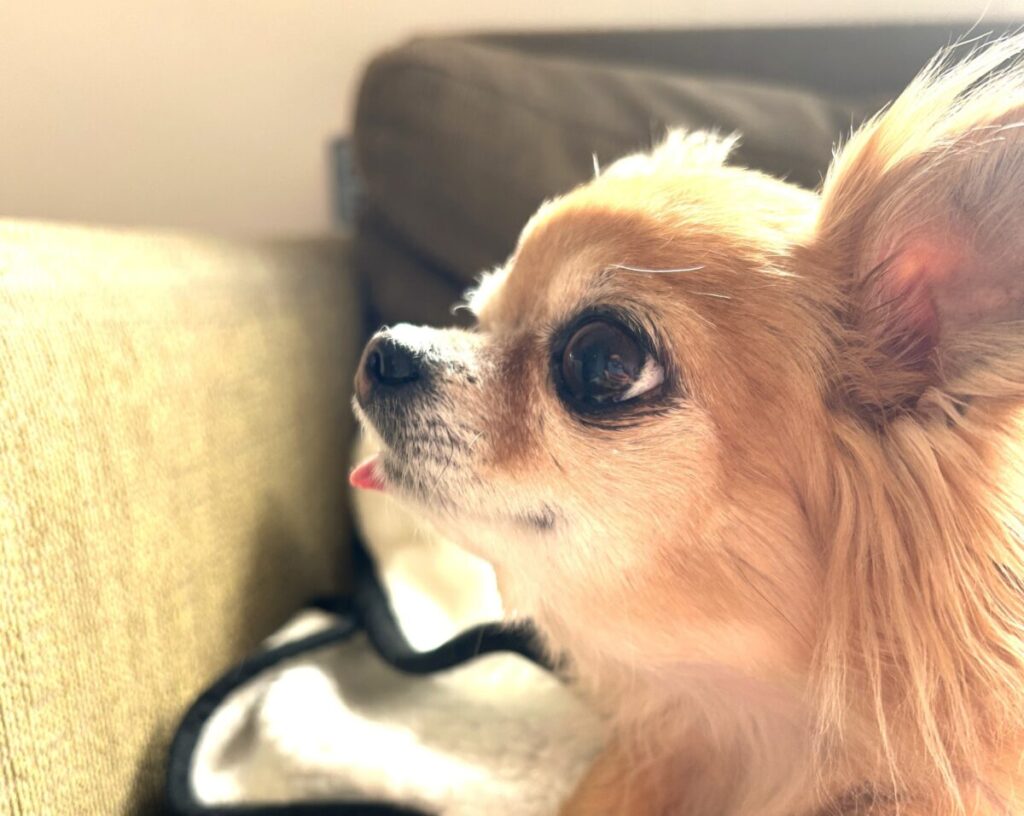 横顔が可愛い保護犬チワワのラテまる