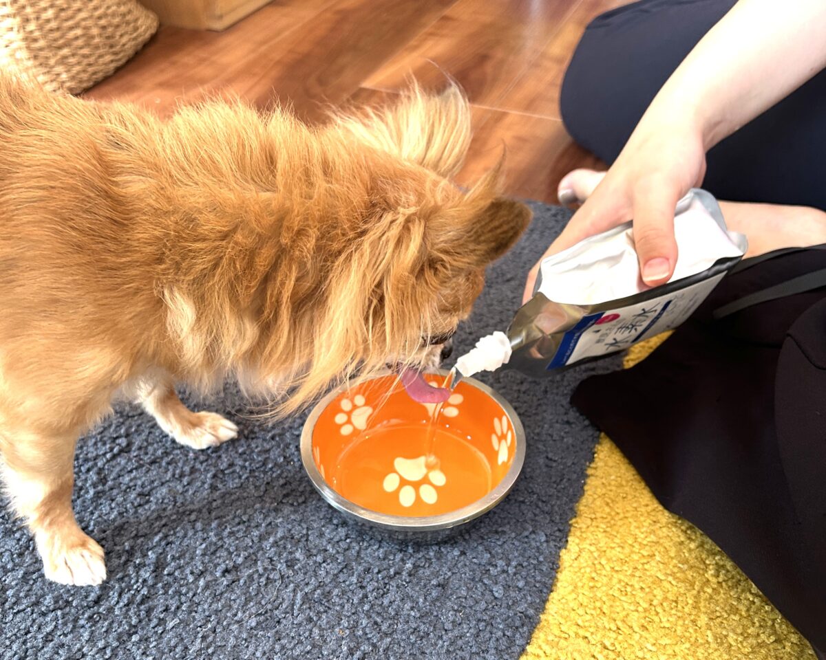 獣医さんの水素水を飲むチワワのラテまる