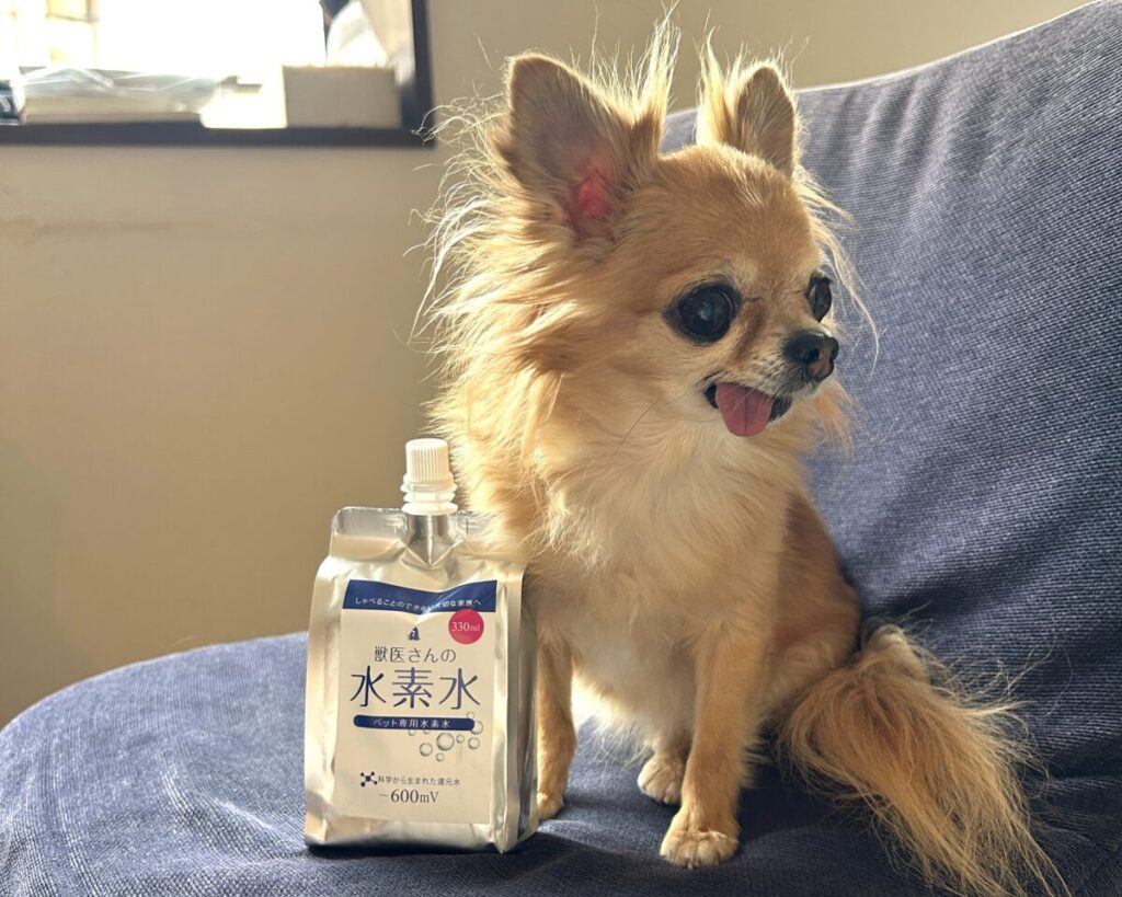 保護犬チワワのラテまるが「獣医さんの水素水」と一緒に椅子の上でくつろいでいる様子。ペット専用高濃度水素水の紹介写真。