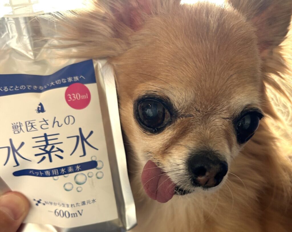 チワワと「獣医さんの水素水」のボトルが並んでいる様子