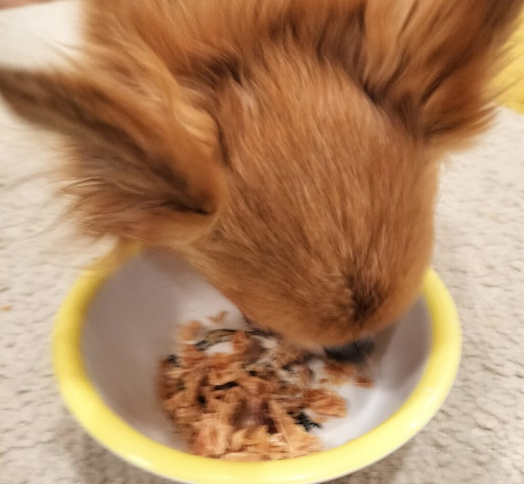 チキンテンダーを食べるチワワ