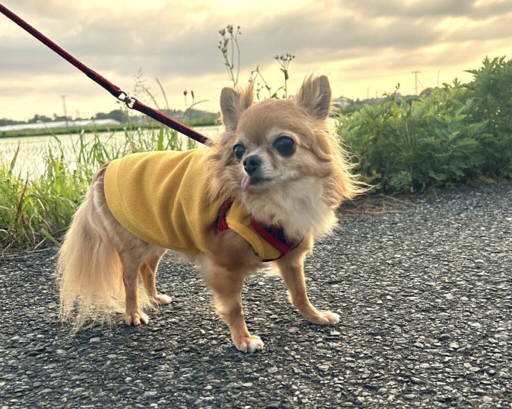 散歩している保護犬チワワのラテまる