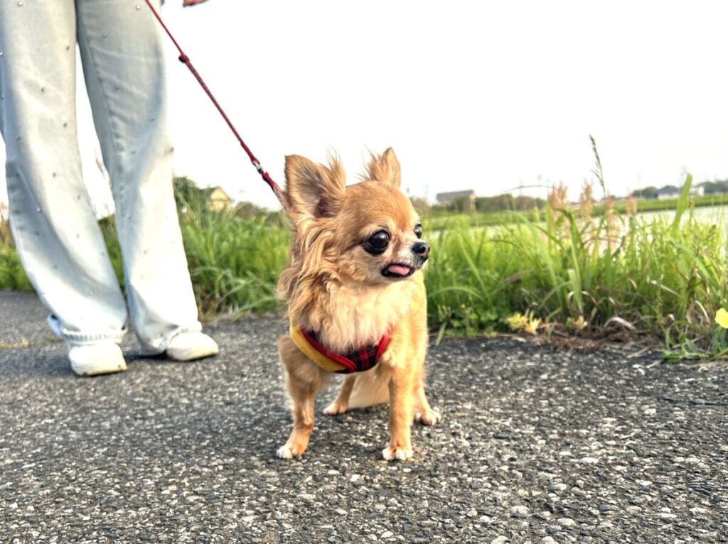 散歩を楽しむ保護犬チワワのラテまる。怖がりだった頃を乗り越え、外の世界を笑顔で歩く様子。