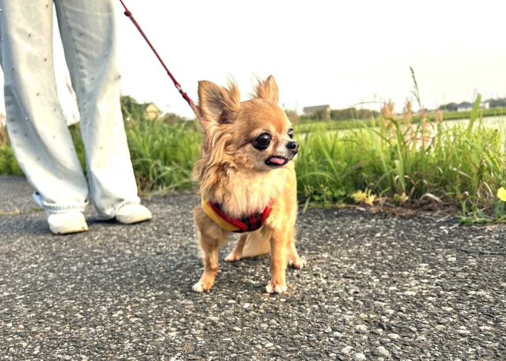 おさんぽ中の元保護犬チワワのラテまると飼い主が歩いている様子の写真