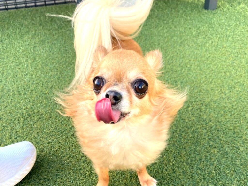 舌を出しながら散歩する歯がない保護犬チワワのラテまる
