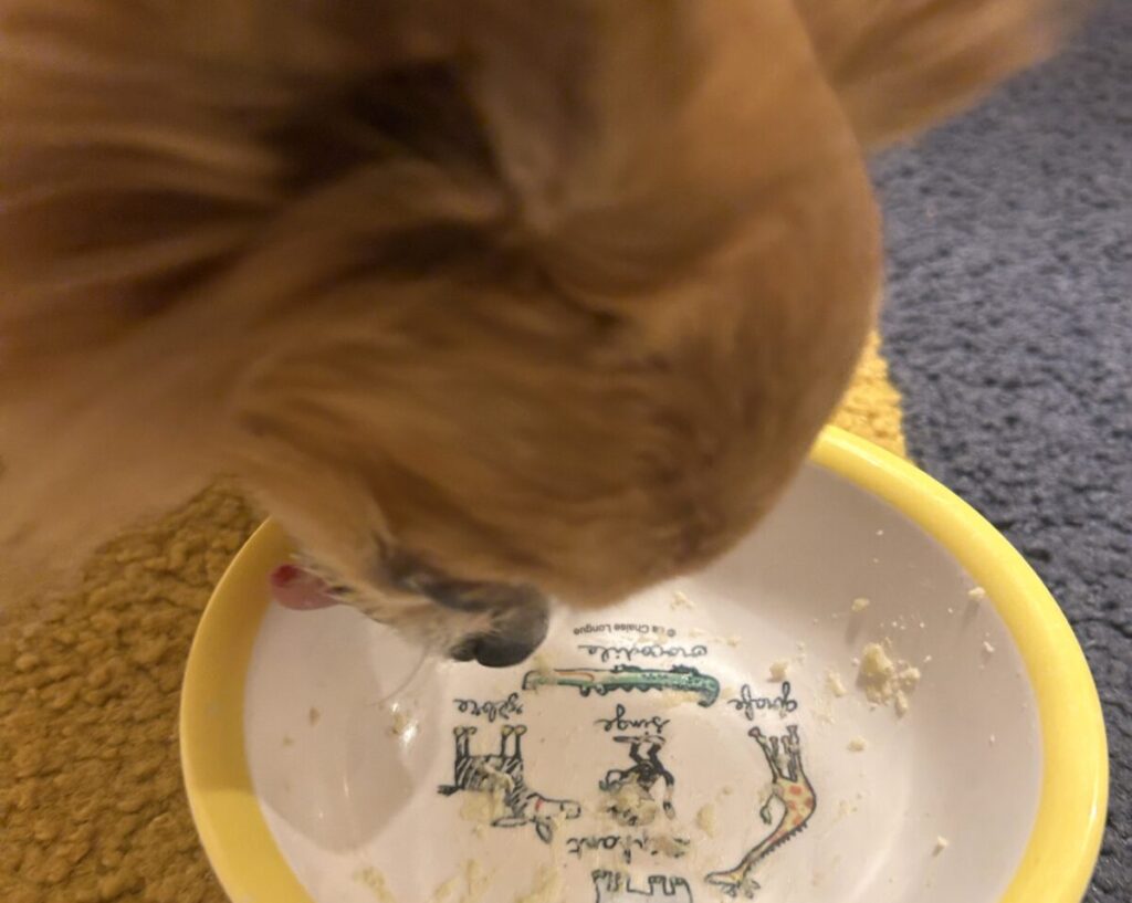 ブッチ代替品のペトコトフーズをきれいに食べきる保護犬チワワのラテまる