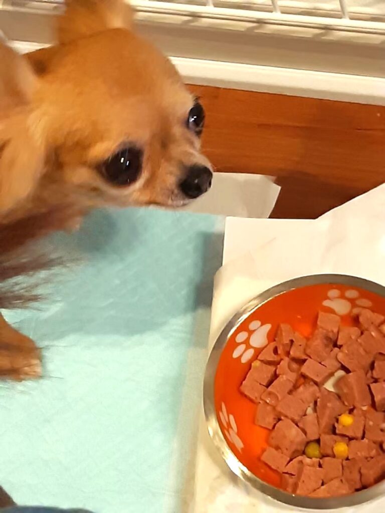 ウェットフードを美味しそうに食べるチワワのラテまる