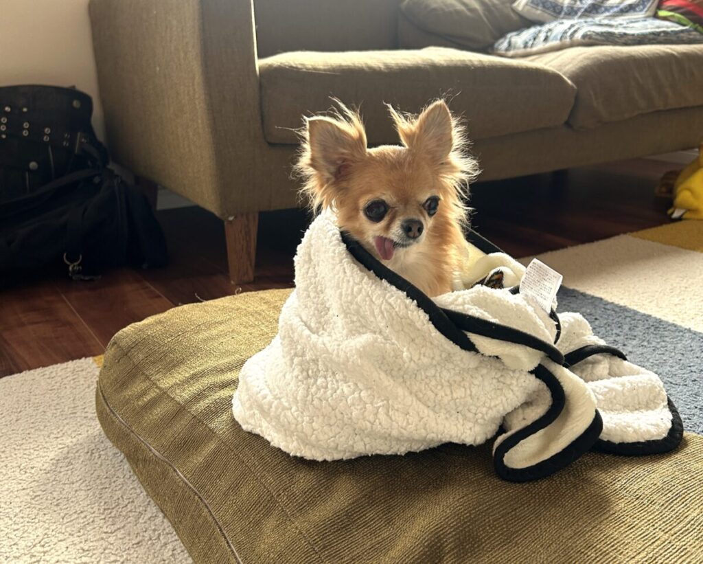 毛布にくるまれてくつろぐ保護犬チワワのラテまる。安心した表情でこちらを見つめている。